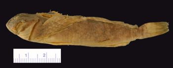 Media type: image; Ichthyology 28368